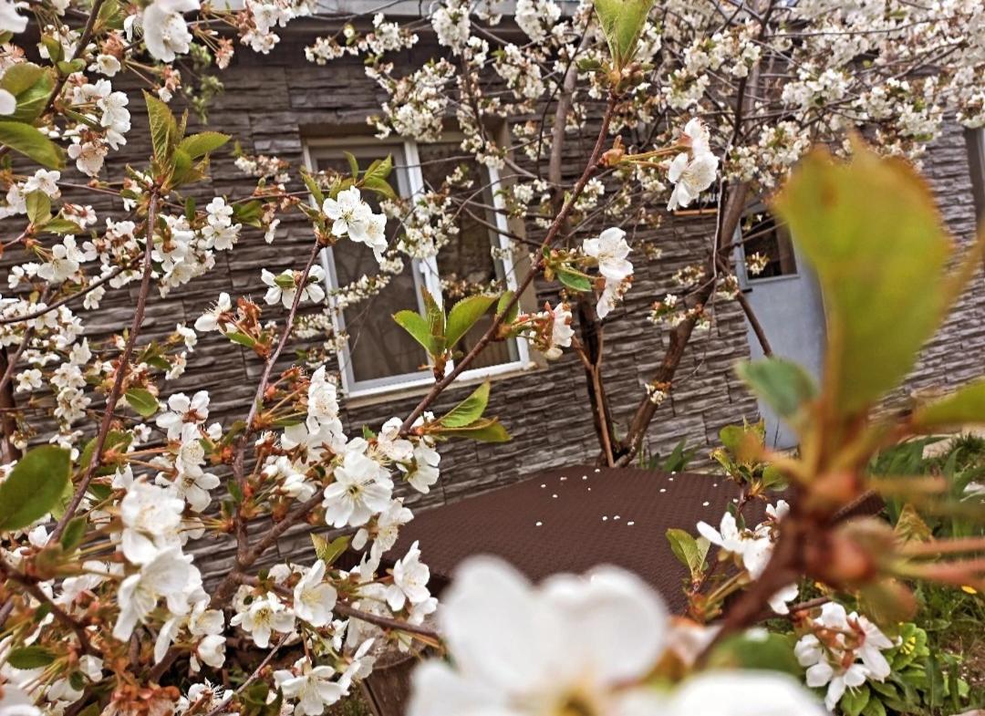 Cherry House Kazbegi Kültér fotó